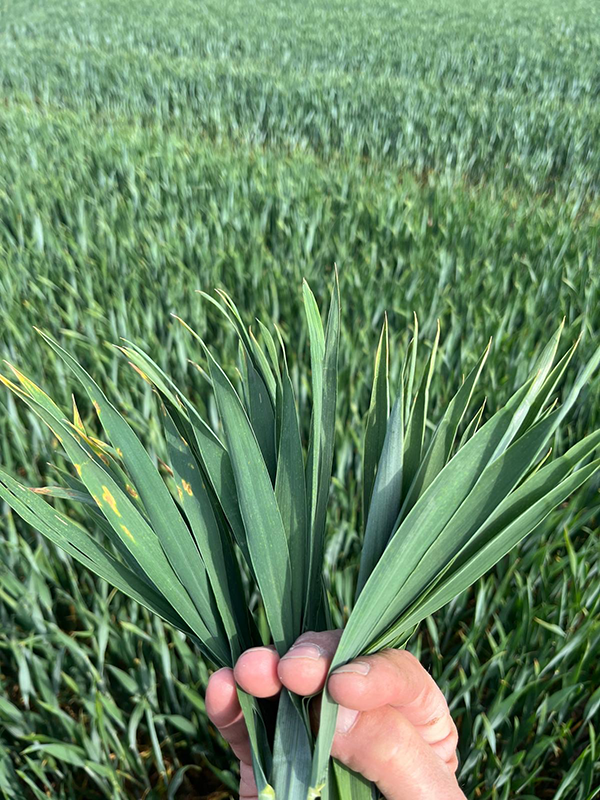 Hånd der holder hvedeblade